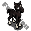 Toroughbred Foal