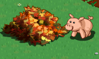 Fall Pig On Farm
