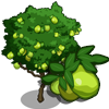 Guava Tree