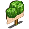 Square Melon Mastery